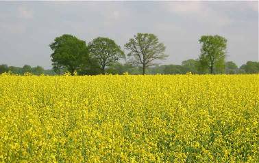 Rapsfeld auf Rügen